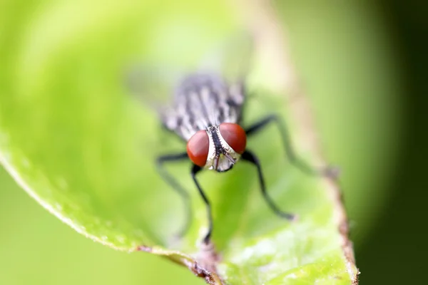 Fly on leaf — Stock Photo, Image