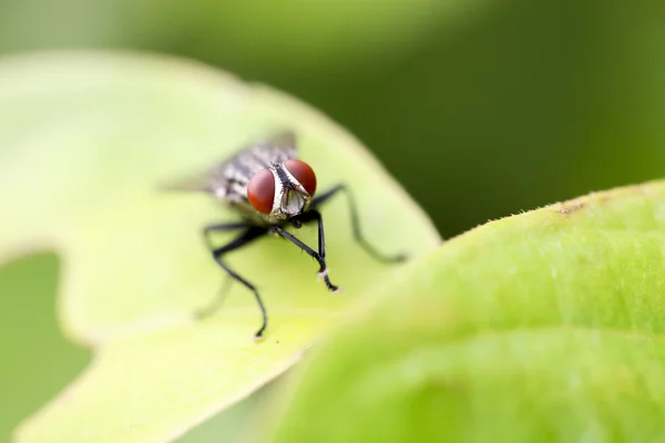 Fly on leaf — Stock Photo, Image