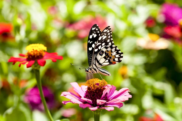 Schmetterling — Stockfoto