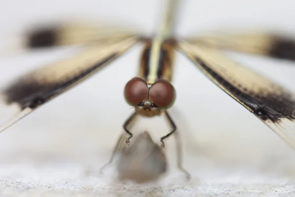 Dragonfly — Stock Photo, Image