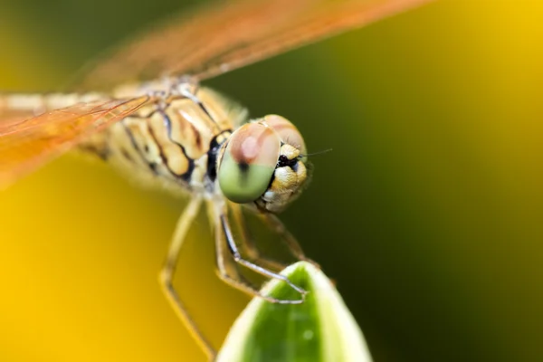 Dragonfly — Stock Photo, Image