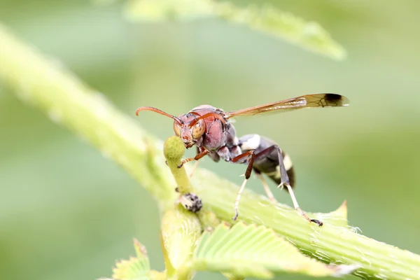 Hymenoptera — Stock Photo, Image