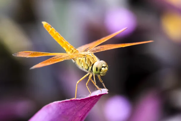 Dragonfly — Stock Photo, Image