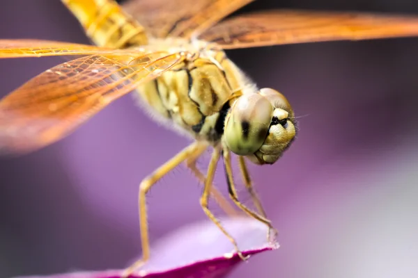 Dragonfly — Stock Photo, Image