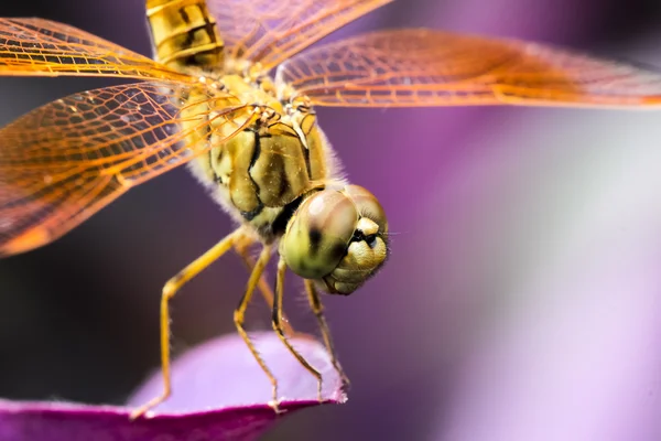 Dragonfly — Stock Photo, Image