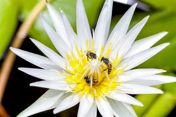 White lotus — Stock Photo, Image