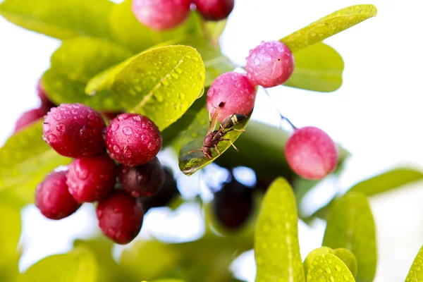 Beauty & sour — Stock Photo, Image