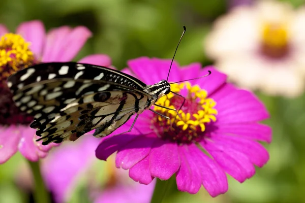 Beleza natural — Fotografia de Stock