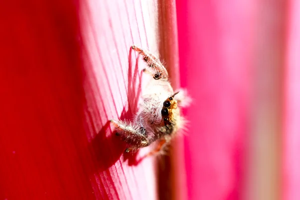 Aranha saltitante — Fotografia de Stock