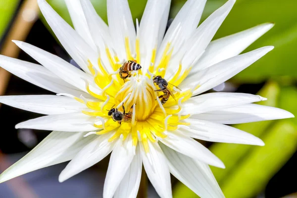 Lotus — Stock Photo, Image