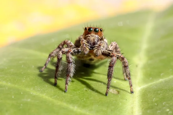 Jumping Spider Royalty Free Stock Images