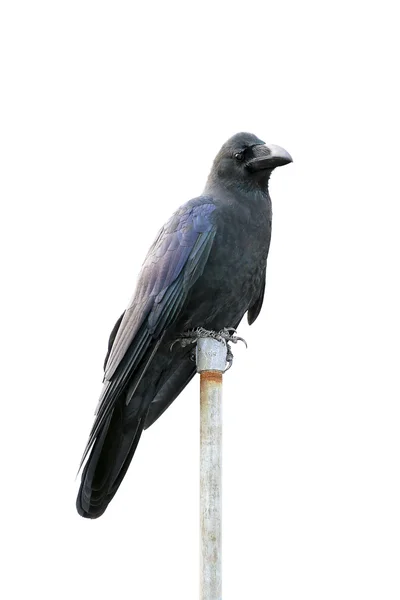Ворона — стоковое фото