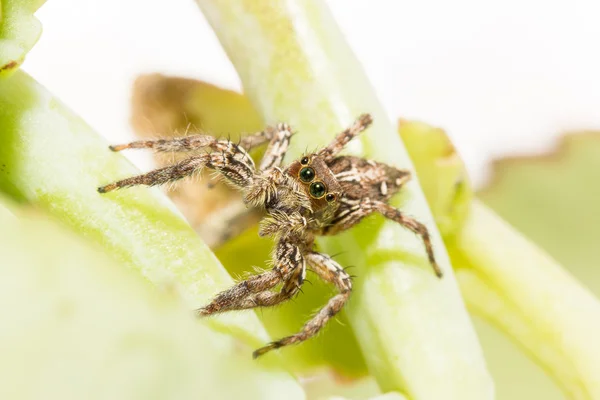 Jumping spider — Stock Photo, Image