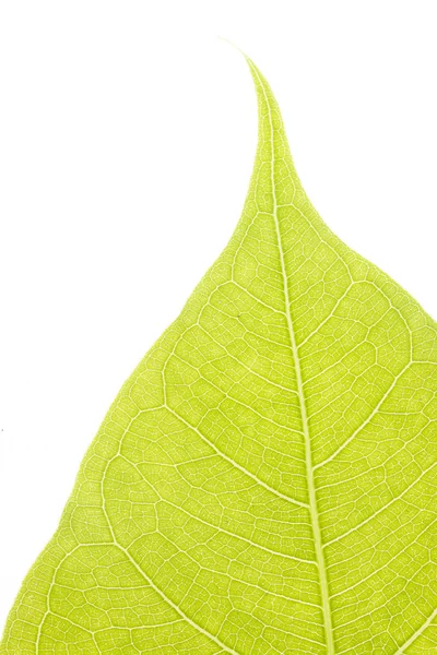 Pho tree leaf — Stock Photo, Image