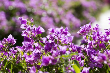 Menekşe bouganville çiçekler