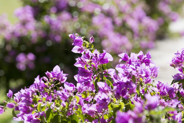 Violette Bouganville-Blumen — Stockfoto