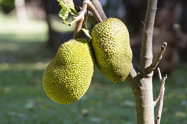 Nangka — Stockfoto