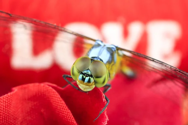 Single Blue dragonfly and love — Stock Photo, Image