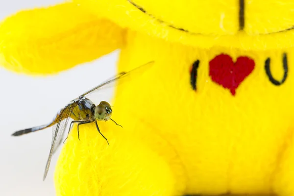 Single Blue dragonfly — Stock Photo, Image