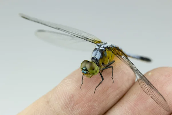 Blue dragonfly on finger — Stock Photo, Image