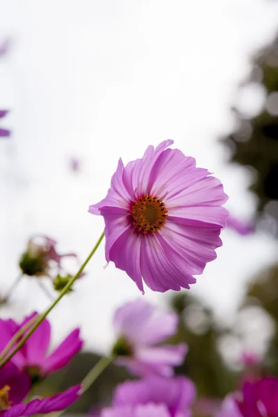 Spring flower — Stock Photo, Image