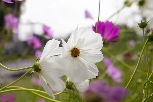 Spring flower — Stock Photo, Image