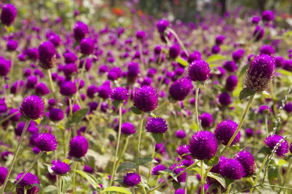 Purple Globe amaranth flower — Stock Photo, Image