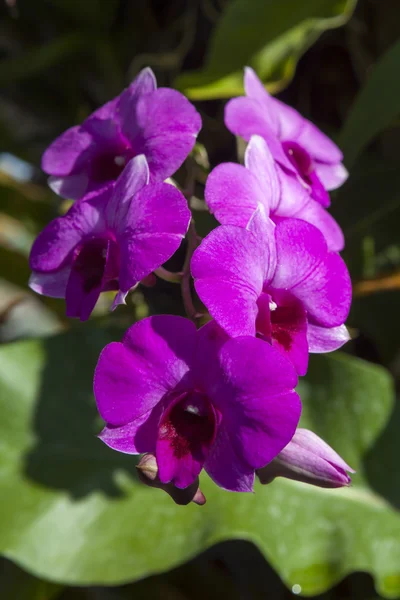 Flor de orquídea de color fucsia en flor . — Foto de Stock