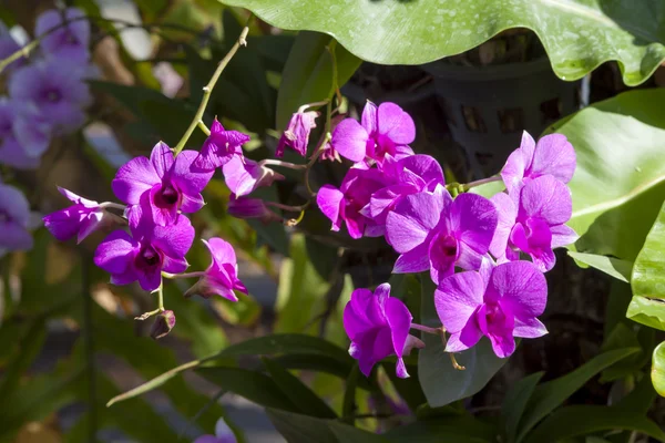 Flor de orquídea rosa en flor. — Foto de Stock