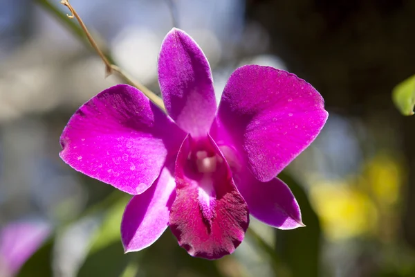 Flor de orquídea rosa en flor. — Foto de Stock