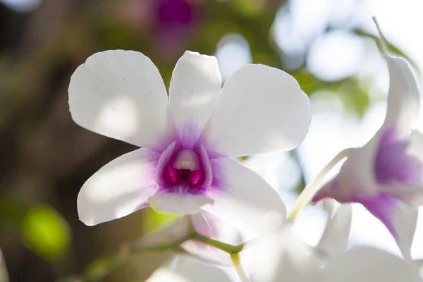Flor de orquídea blanca en flor . — Foto de Stock