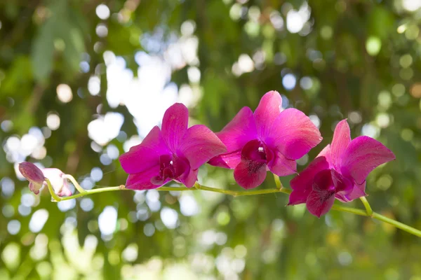 Розовый цветок орхидеи в цвету. — стоковое фото