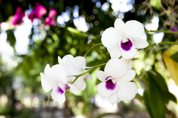 Flor de orquídea blanca en flor . — Foto de Stock