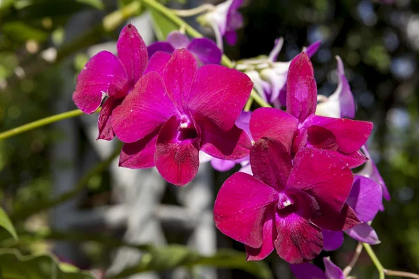 Flor de orquídea de color fucsia en flor . — Foto de Stock