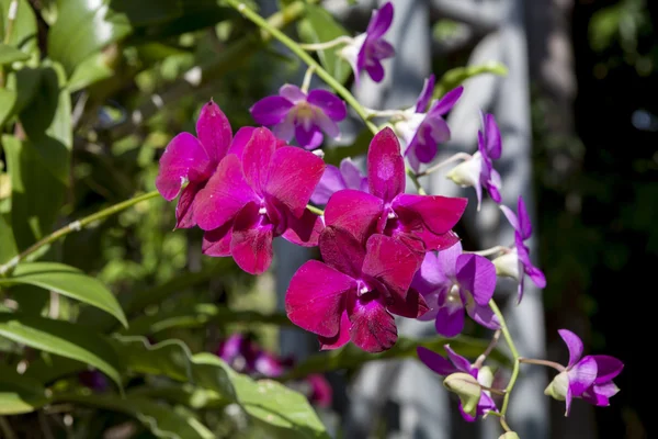 Flor de orquídea de color fucsia en flor . — Foto de Stock