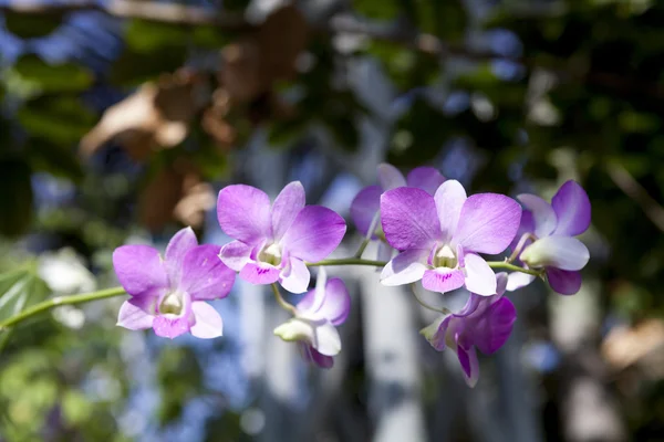 Flor de orquídea rosa en flor. — Foto de Stock