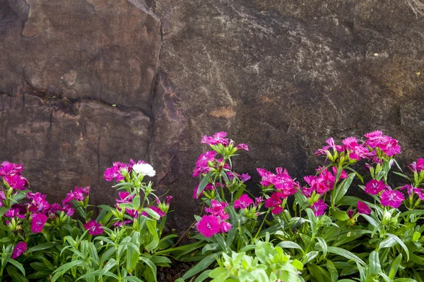 Цветущий розовый Dianthus — стоковое фото