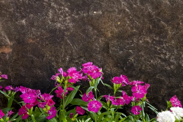 Blooming pink Dianthuswith stone background — Stock Photo, Image