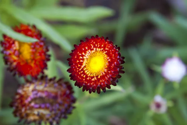 Strawflower v zahradě — Stock fotografie