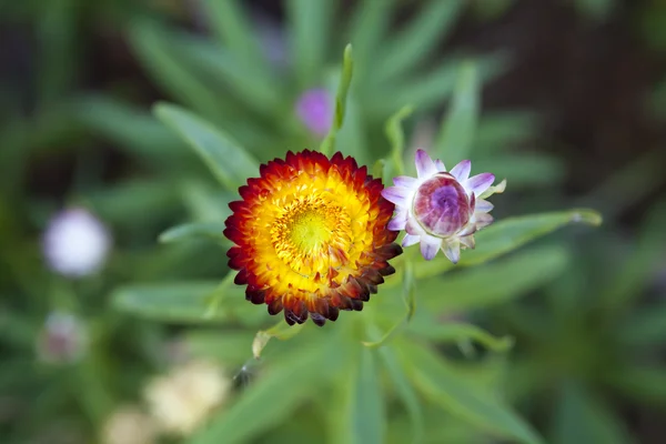 Strawflower v zahradě — Stock fotografie