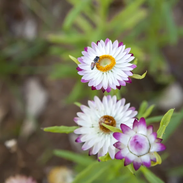 Strawflower  in the garden — Stock Photo, Image