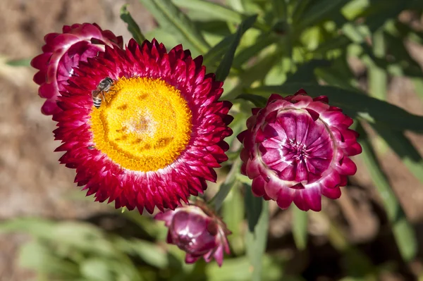 Strawflower  in the garden — Stock Photo, Image