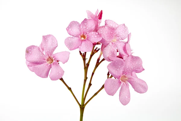 Różowy Oleander — Zdjęcie stockowe