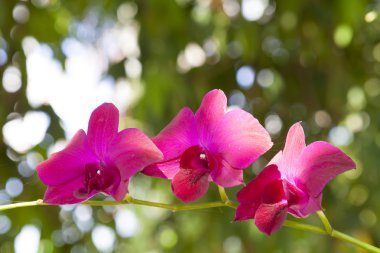 Çiçek açmış pembe orkide..