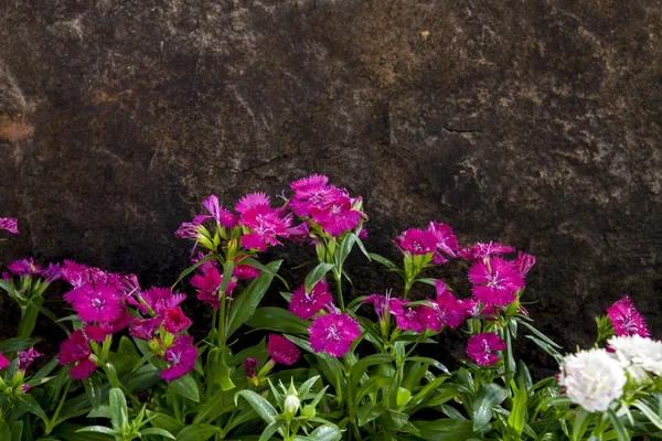 Blooming pink Dianthuswith stone background — Stock Photo, Image