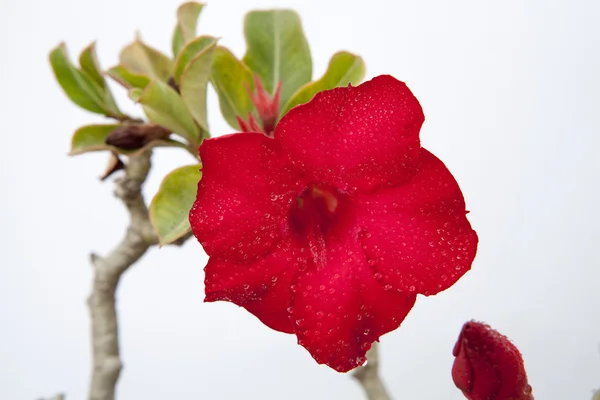 Impala lily of woestijn rose — Stockfoto