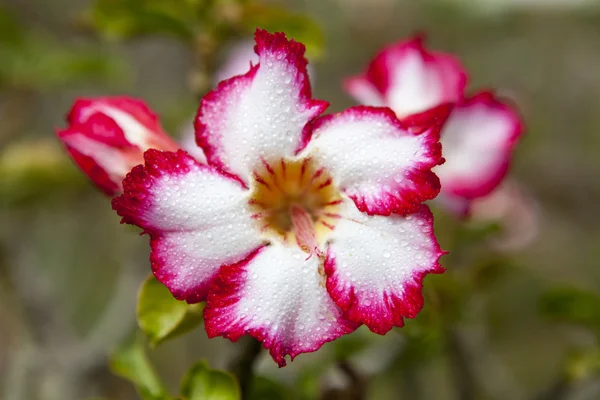 Импала лилия или пустынная роза — стоковое фото