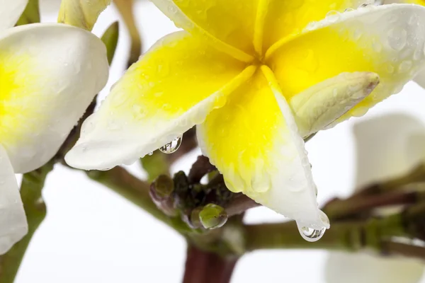 Gros plan Frangipani (Plumeria ) — Photo