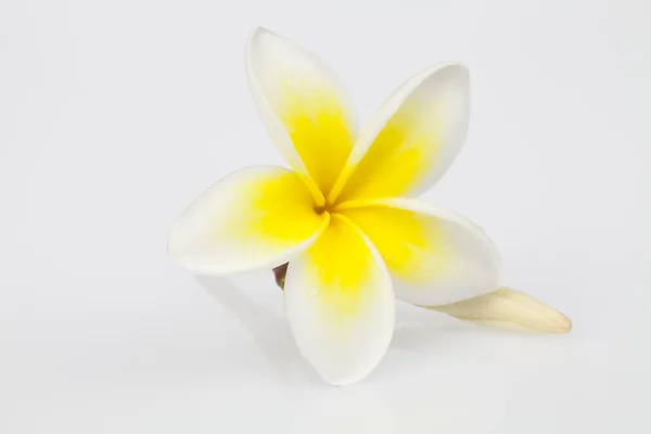 Frangipanier (plumeria) — Photo