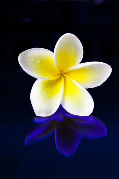 Frangipani (Plumeria) — Stockfoto